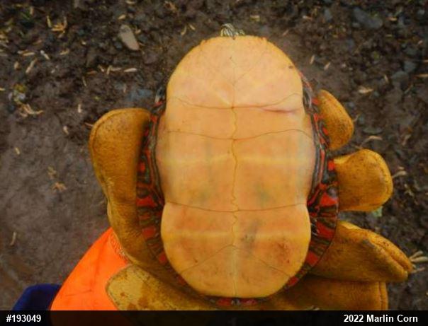 Painted Turtle