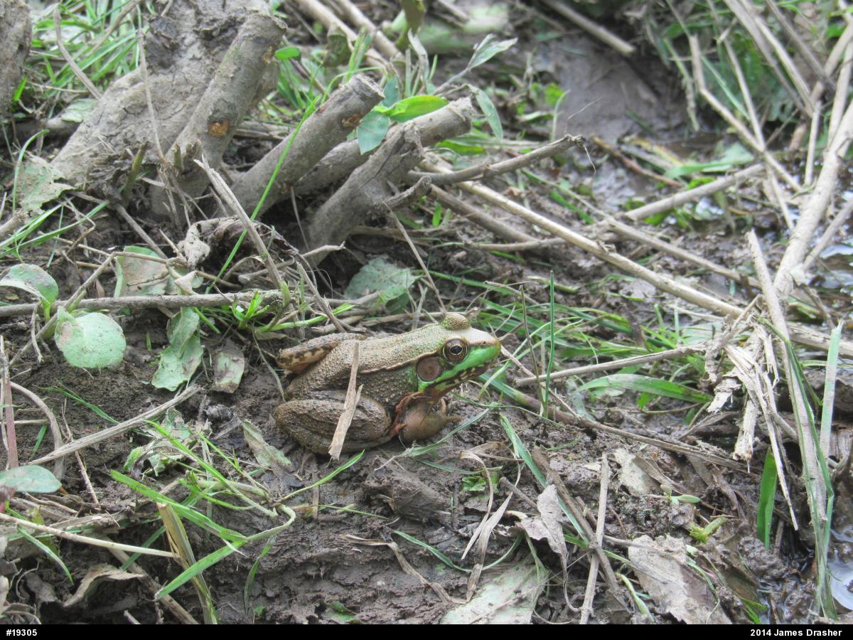 Green Frog