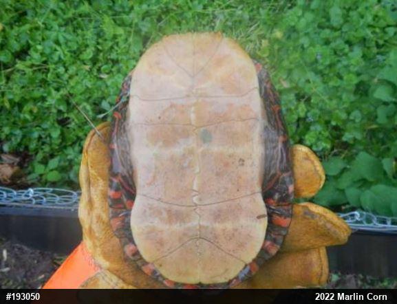 Painted Turtle