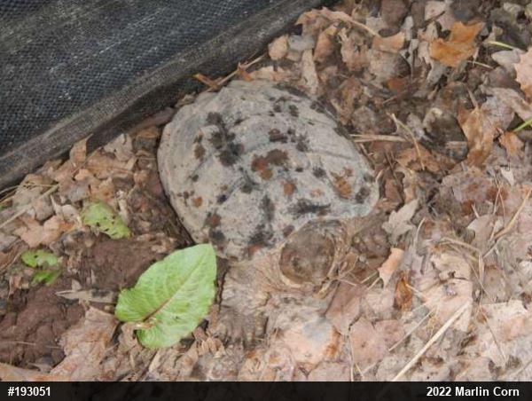 Snapping Turtle