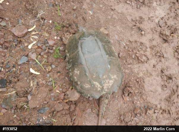 Snapping Turtle