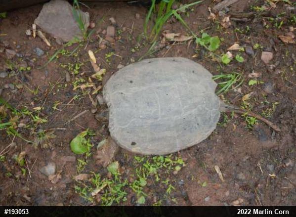 Snapping Turtle