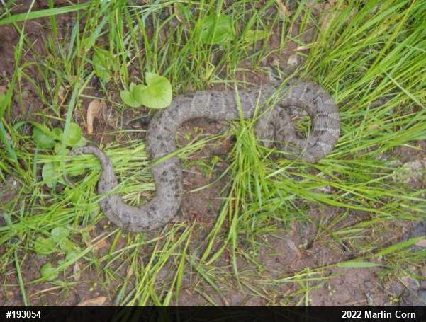 Northern Watersnake