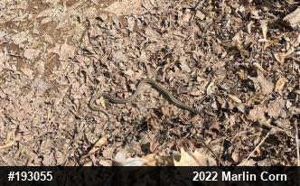 Eastern Gartersnake