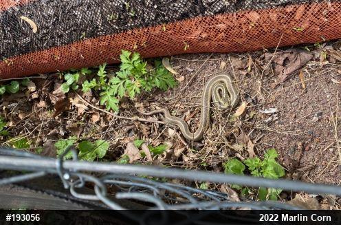 Eastern Gartersnake