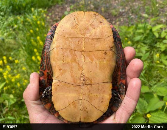 Painted Turtle