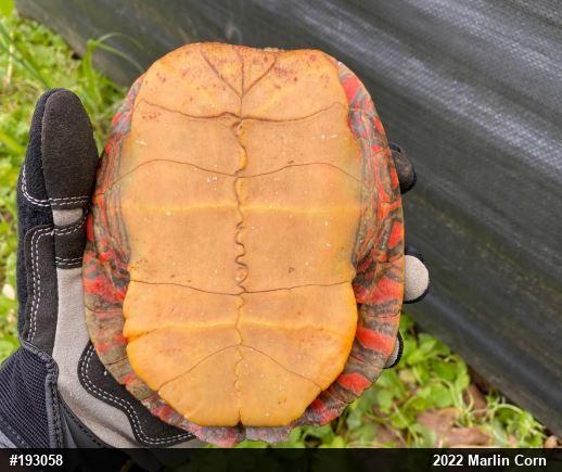 Painted Turtle