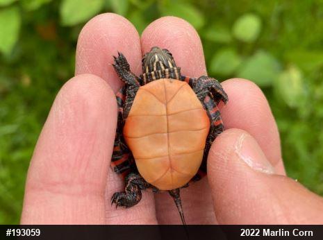 Painted Turtle