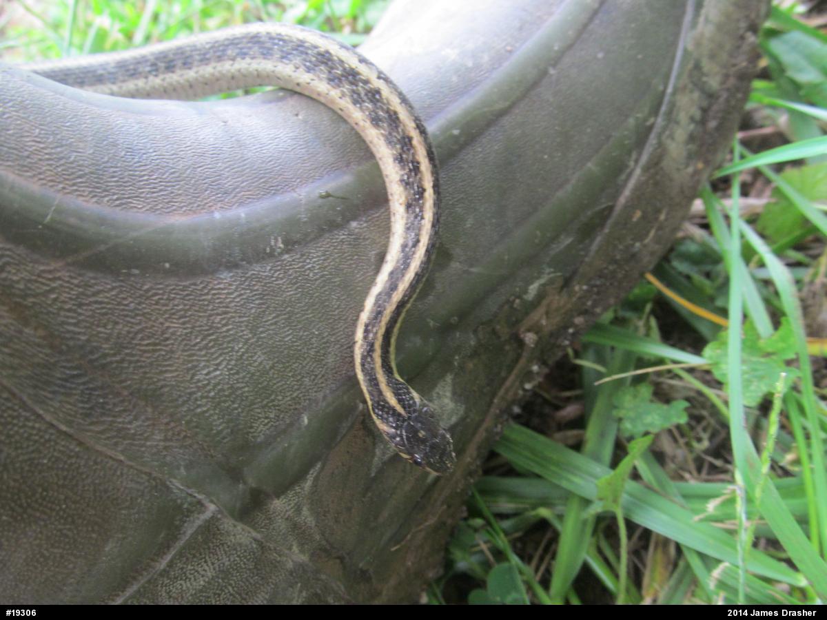 Eastern Gartersnake