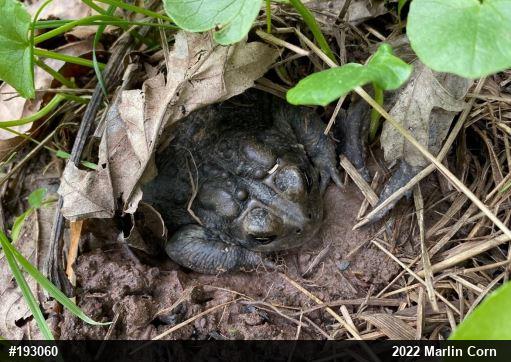 Eastern American Toad