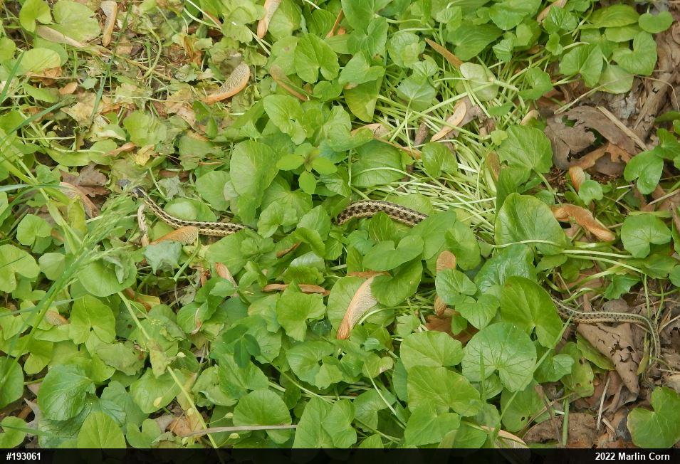 Eastern Gartersnake