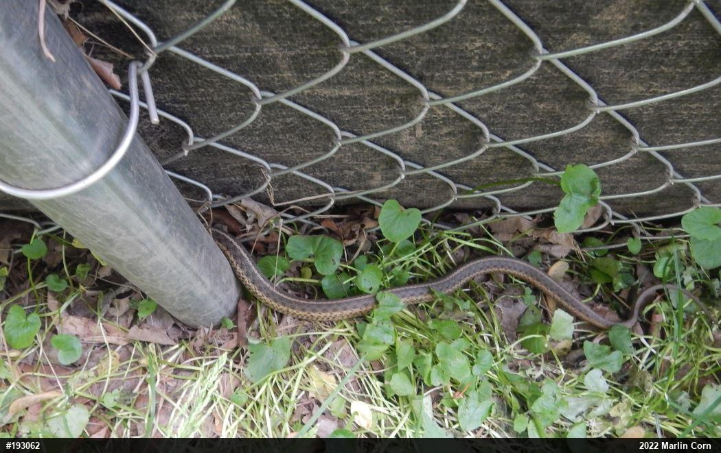 Eastern Gartersnake