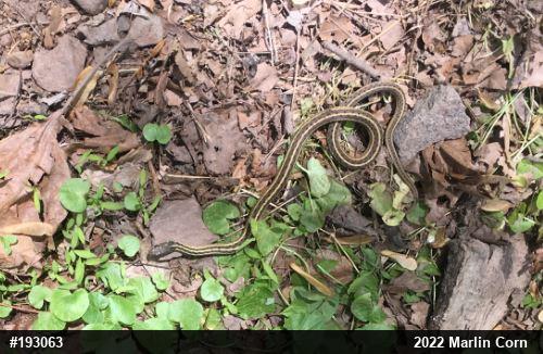 Eastern Gartersnake