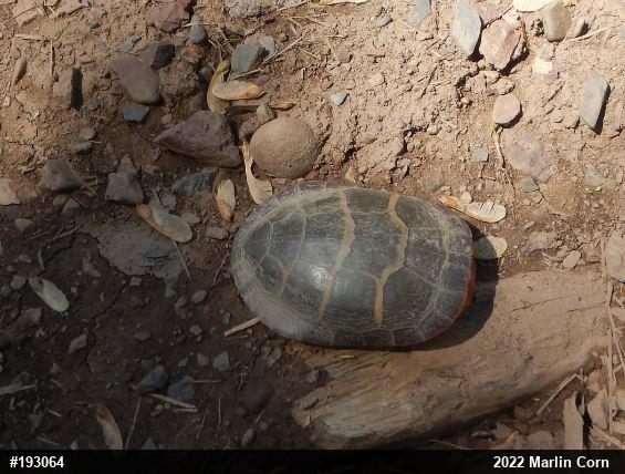 Eastern Painted Turtle