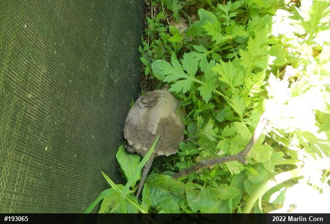 Snapping Turtle