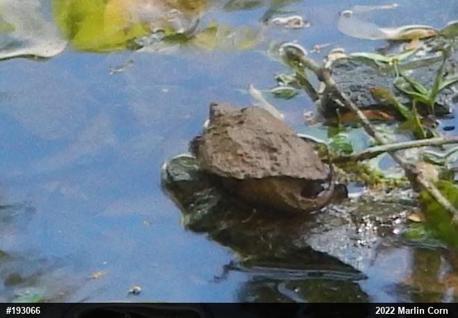 Snapping Turtle