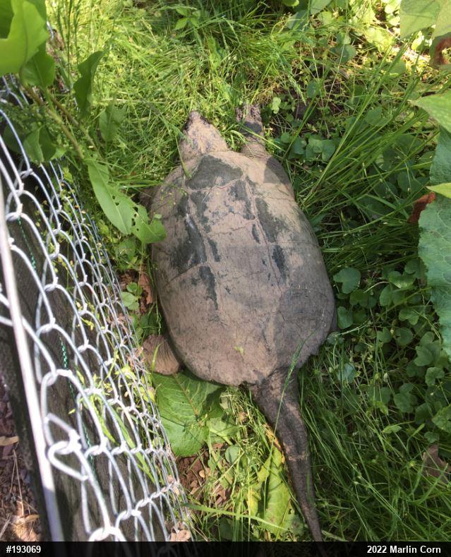 Snapping Turtle