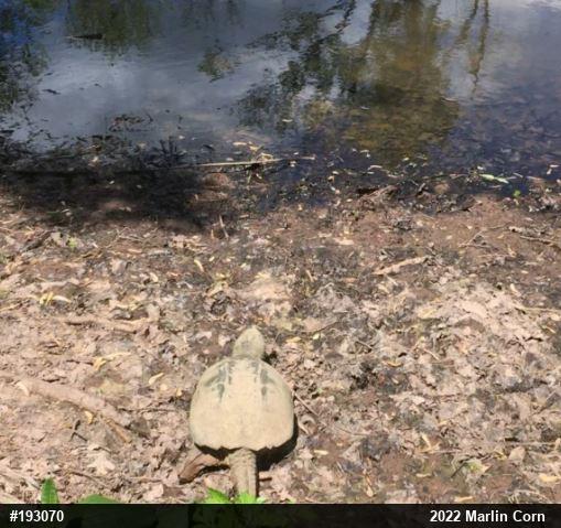Snapping Turtle