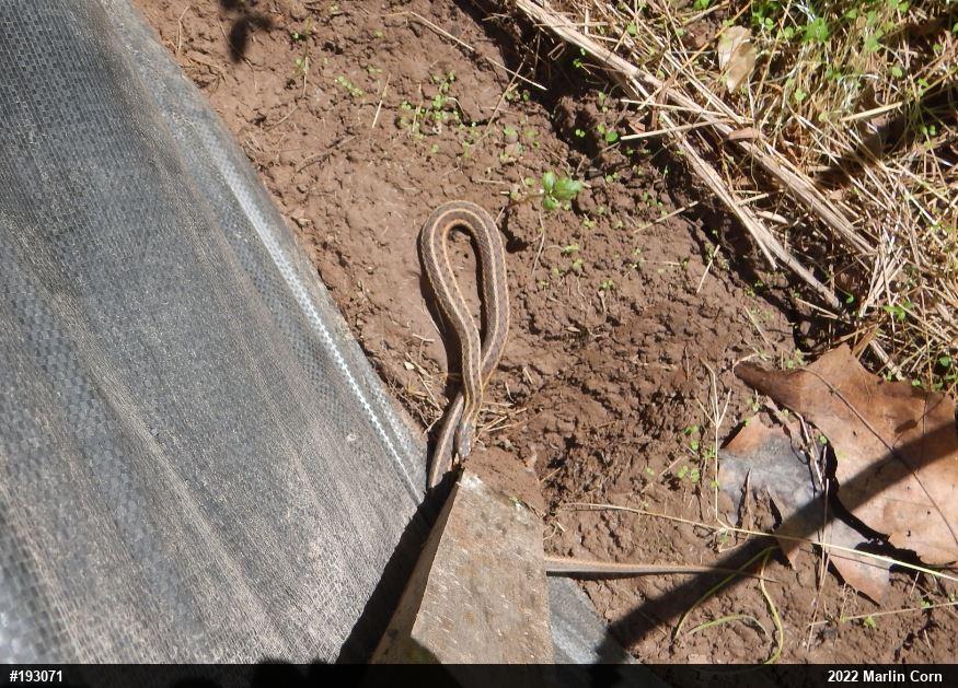 Eastern Gartersnake