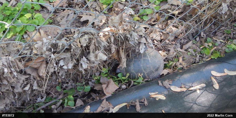 Painted Turtle