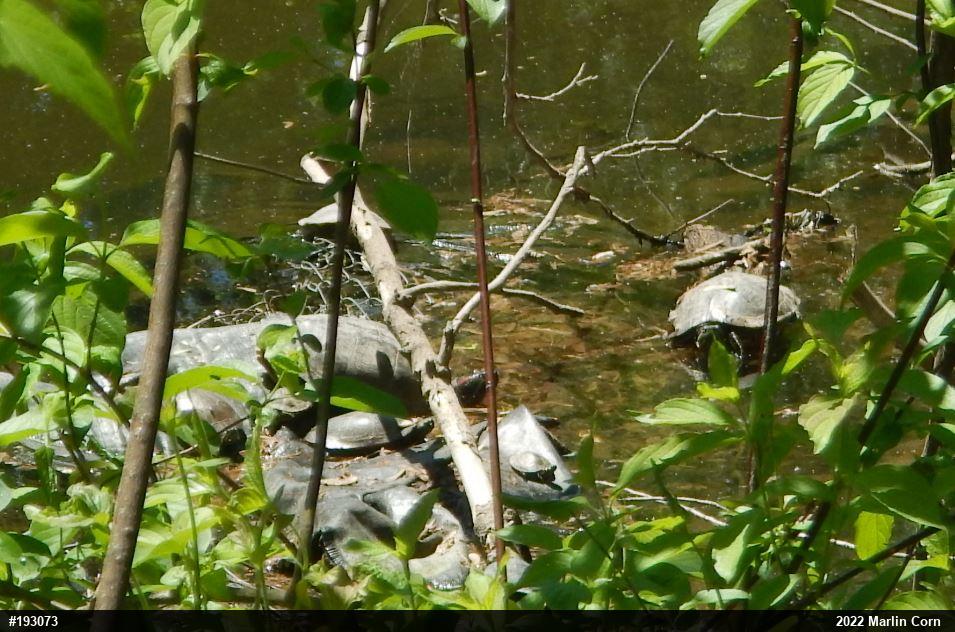 Red-eared Slider