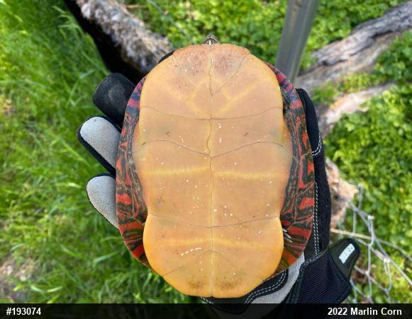 Painted Turtle