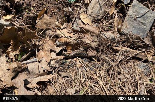 Eastern Gartersnake