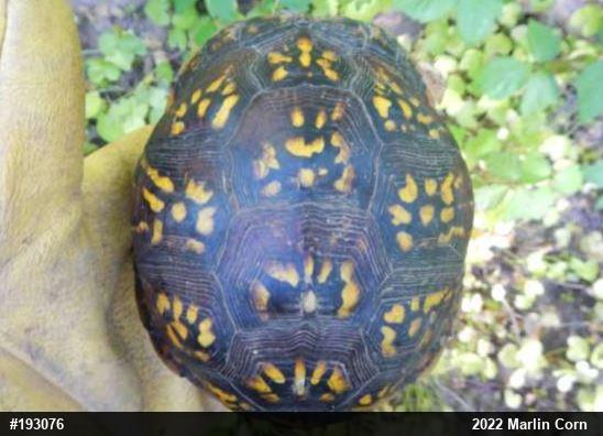 Eastern Box Turtle