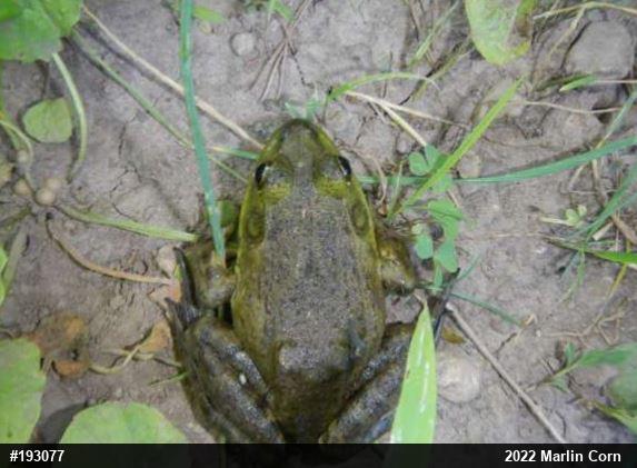 American Bullfrog