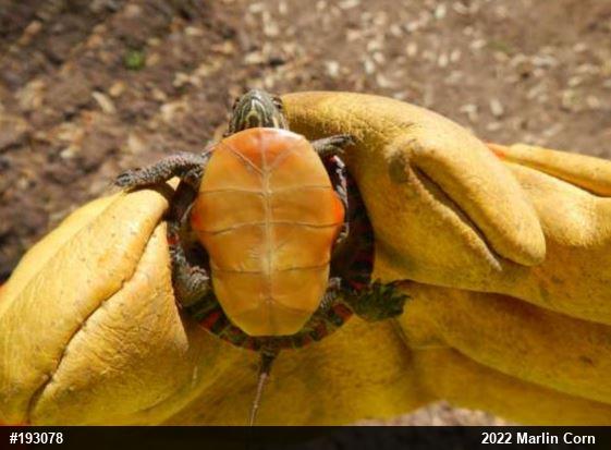 Painted Turtle