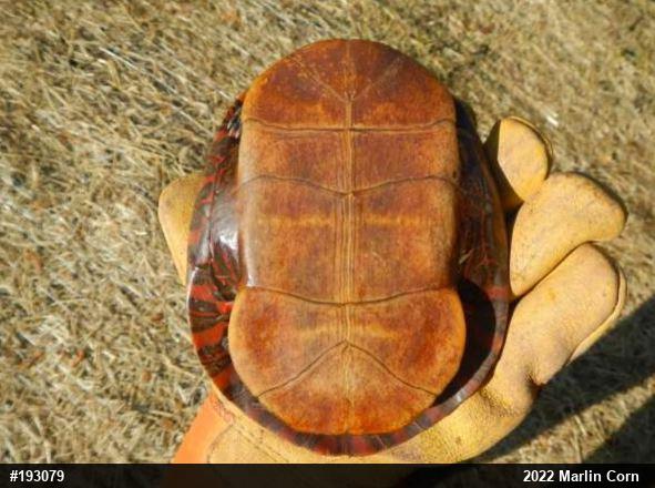 Painted Turtle