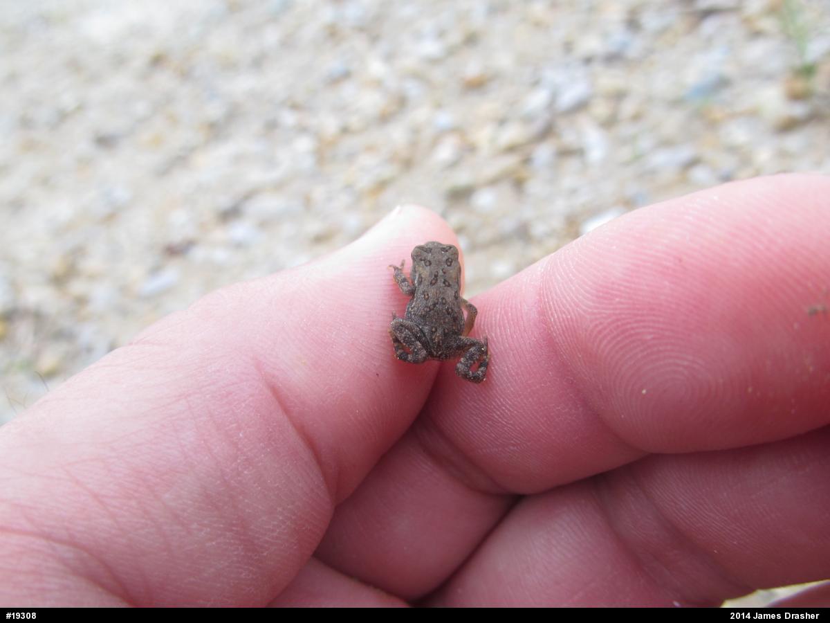 True Toads