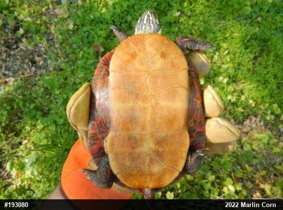 Painted Turtle
