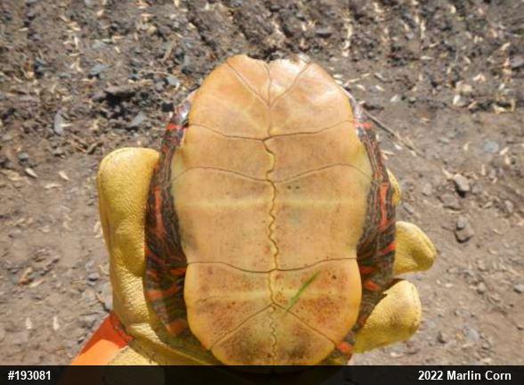 Painted Turtle