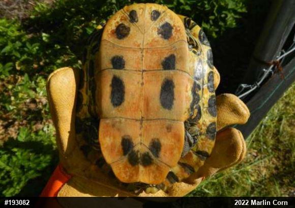 Red-eared Slider