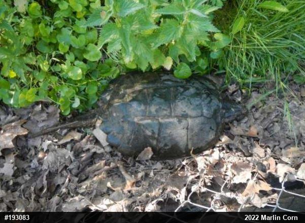 Snapping Turtle