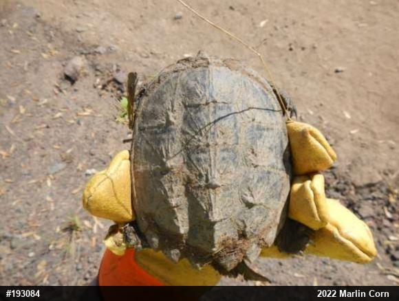 Snapping Turtle