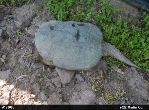 Snapping Turtle