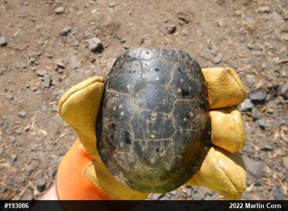 Spotted Turtle