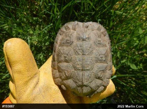 Wood Turtle