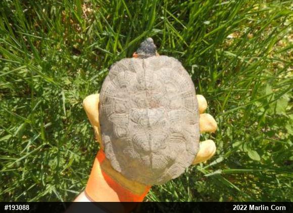 Wood Turtle