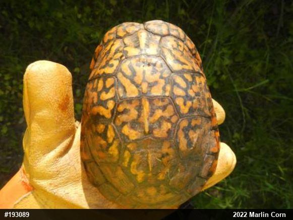 Eastern Box Turtle