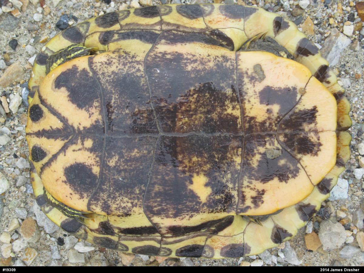 Red-eared Slider