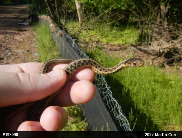 Eastern Gartersnake