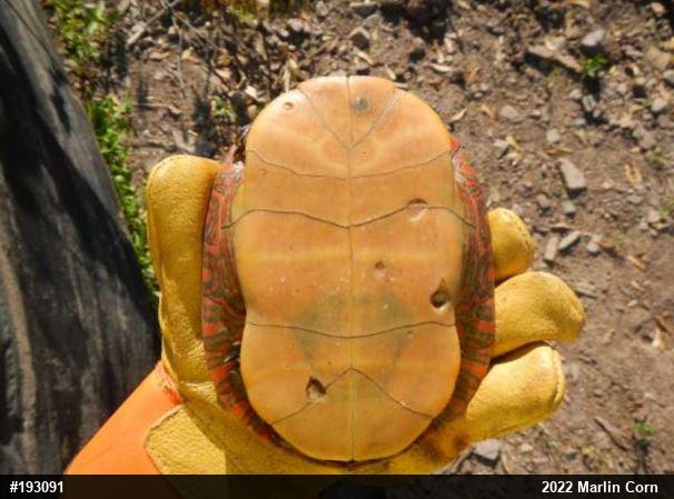 Painted Turtle