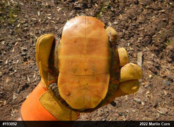 Painted Turtle