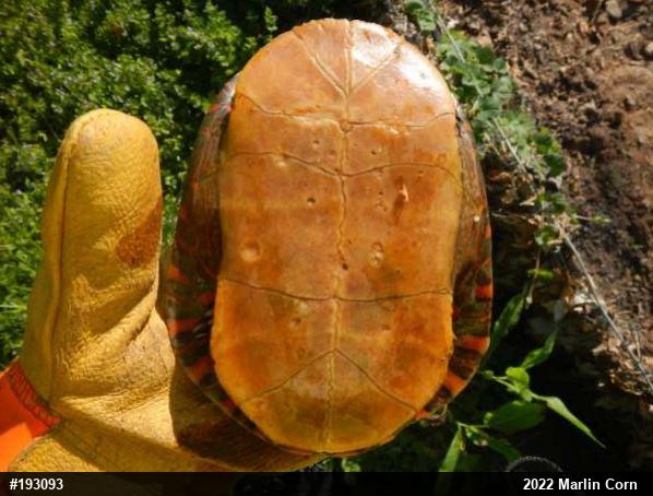 Painted Turtle