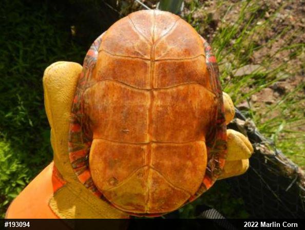 Painted Turtle