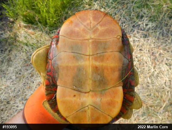 Painted Turtle