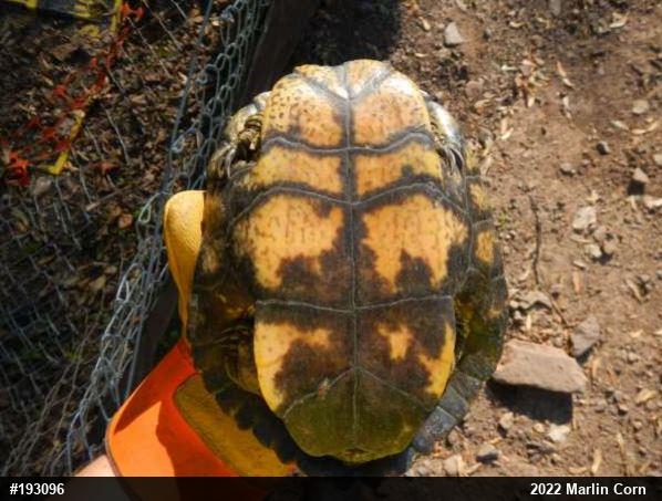 Red-eared Slider